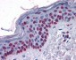 STAT3 Antibody (clone 7G3H4)